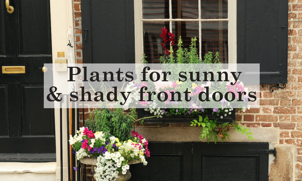 Plants for Sunny & Shady Front Gardens